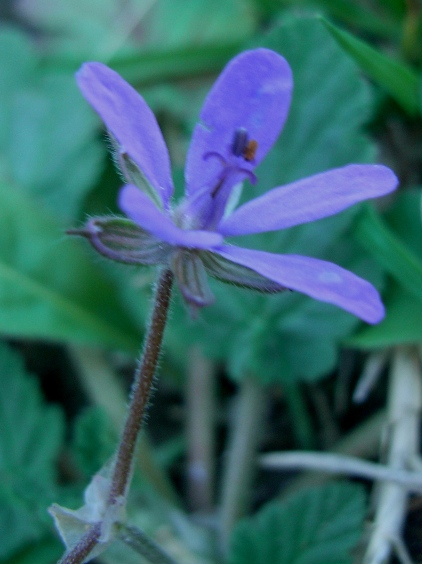 Erodium malacoides